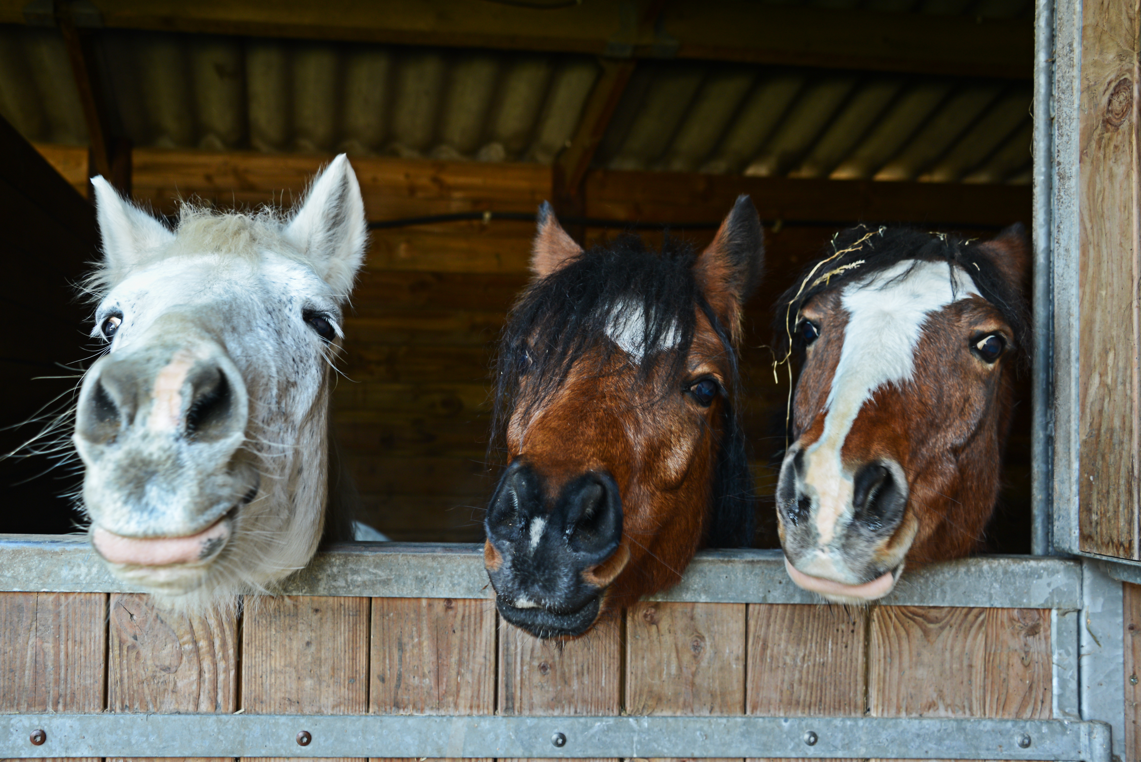 Beyond the Barn Rules: Navigating Equestrian Etiquette and Making ...