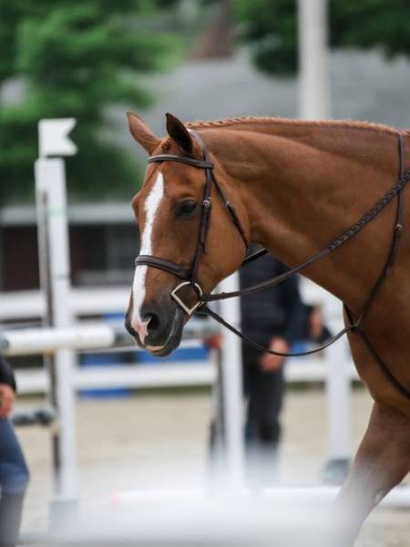 7 Red Flags to Look for When Buying a&nbsp;Horse