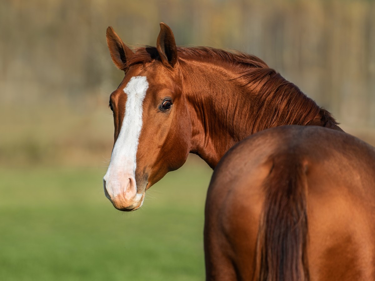 Is Buying A Horse A Good&nbsp;Investment?